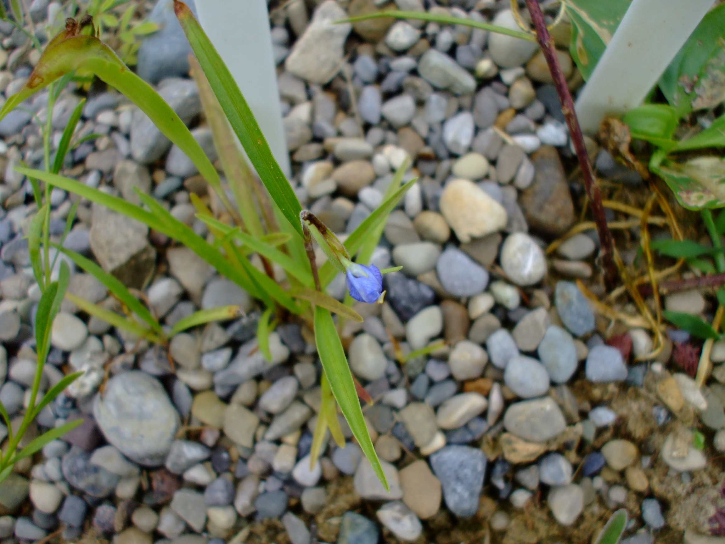 Commelina dianthifolia